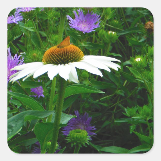 Sticker Carré Fleur de cône blanc, fleurs pourpres et papillon (Devant)