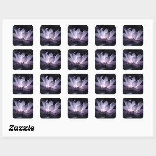 Sticker Carré Fleur de lotus éclatante photographie florale déco