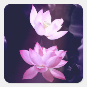 Sticker Carré Fleur de lotus en fleurs