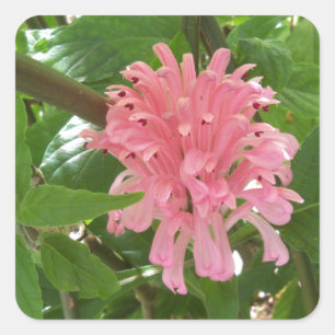 Sticker Carré Fleur de plume brésilienne