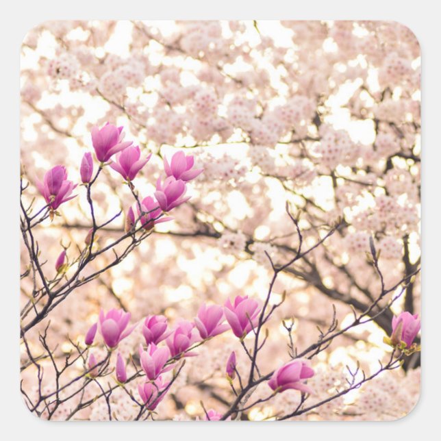 Sticker Carré Fleur de printemps rose pourpre en floraison (Devant)