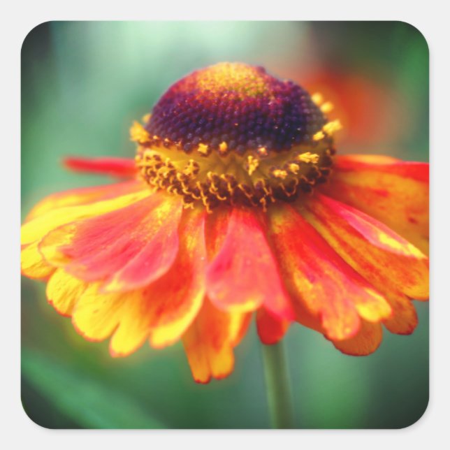 Sticker Carré Fleur de Zinnia jaune orange (Devant)