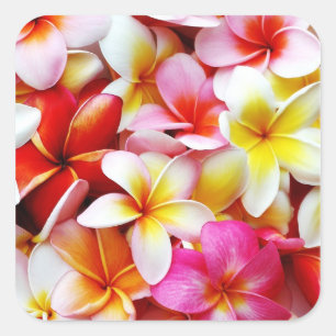 Sticker Carré Fleur d'Hawaï de Frangipani de Plumeria customis