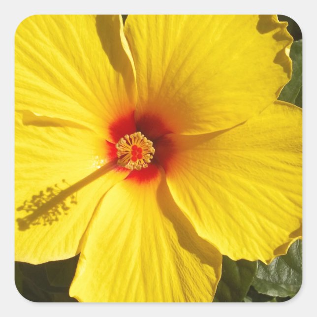 Sticker Carré Fleur d'Hibiscus jaune (Devant)
