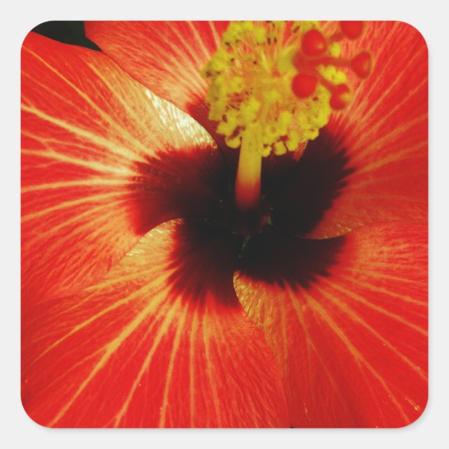 Sticker Carré Fleur d'Hibiscus rouge-orange (Devant)