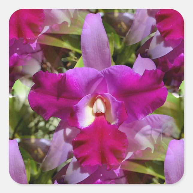 Sticker Carré Fleur d'orchidée de Cattleya tropicale (Devant)