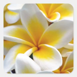 Sticker Carré Fleur Frangipani Plumeria