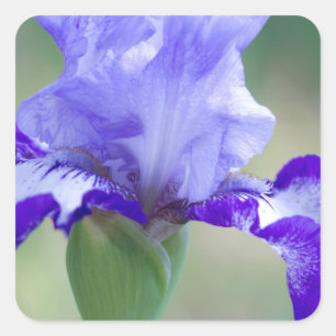 Sticker Carré Fleur grande pourpre et bleue d'iris barbu
