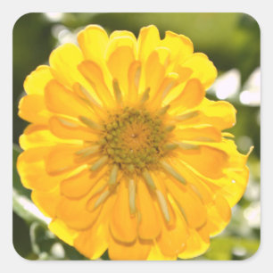 Sticker Carré Fleur jaune marguerite jaune fleurie