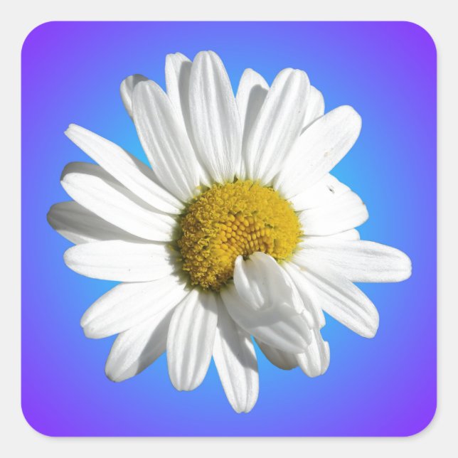 Sticker Carré Fleur marguerite blanche Flore pourpre Bleu Dégrad (Devant)