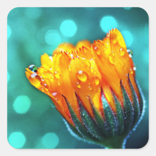 Sticker Carré Fleur Marigold Turquoise