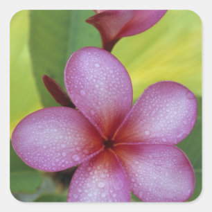 Sticker Carré Fleur, Plumeria sp.), Pacifique Sud, Niue
