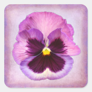 Sticker Carré Fleur pourpre rose de pensée