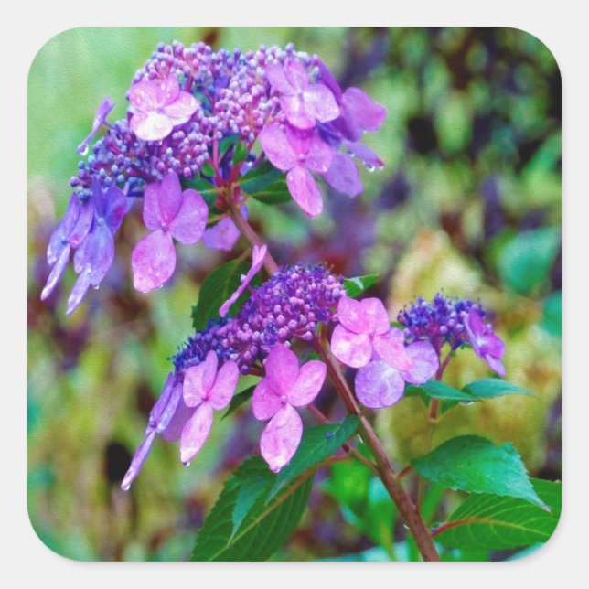 Sticker Carré Fleur pourpre Twist et Shout Hydrangea (Devant)