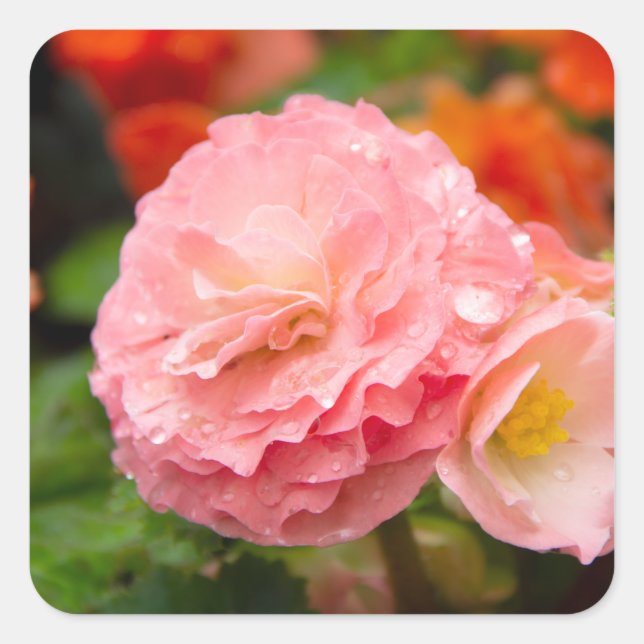 Sticker Carré Fleur rose délicate après la pluie (Devant)