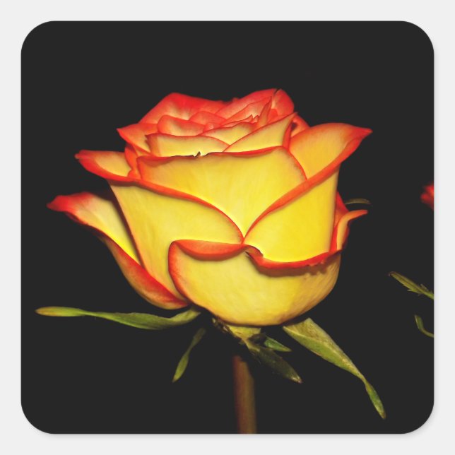 Sticker Carré Fleur rose double rouge et jaune (Devant)