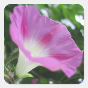 Sticker Carré Fleur rose du matin