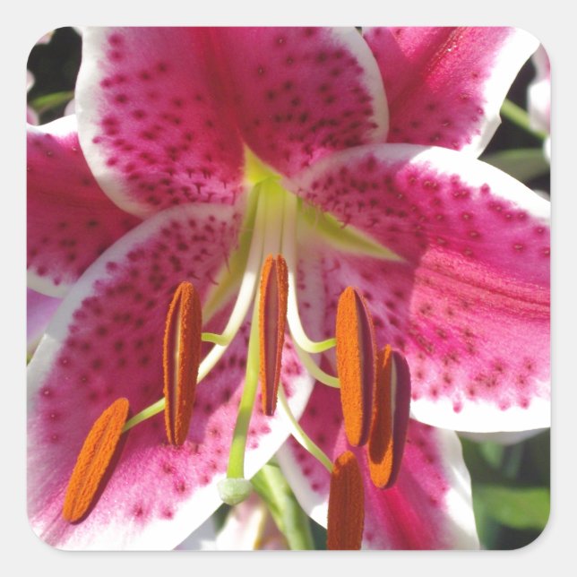 Sticker Carré Fleur rose rose rose rose fleur rose fleur tropica (Devant)