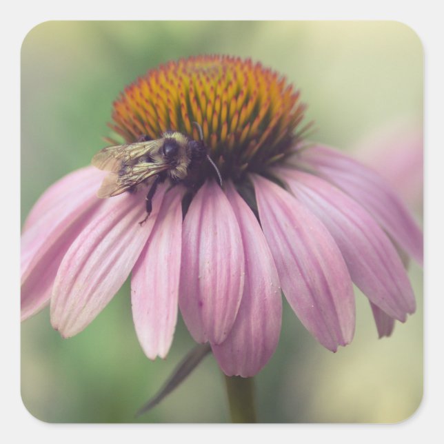 Sticker Carré Fleur sauvage - Confleur pourpre / Echinacea (Devant)