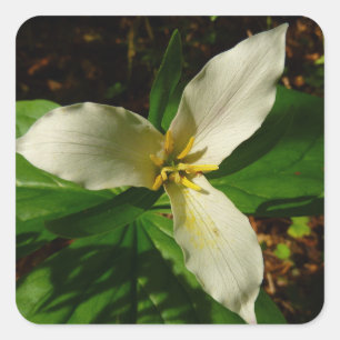 Sticker Carré Fleur sauvage de printemps blanc Trillium Flower