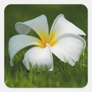 Sticker Carré Fleur tropicale blanche (frangipani) gros plan