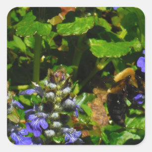 Sticker Carré Fleur violette et abeille boursouflante