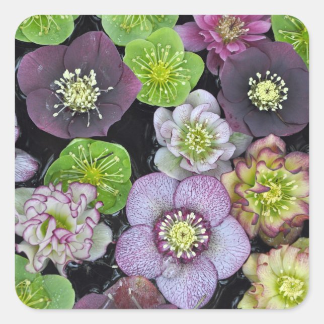 Sticker Carré Fleurs à hellebore colorées (Devant)