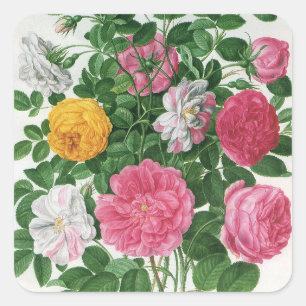 Sticker Carré Fleurs anciennes en fleurs, roses de jardin de pri