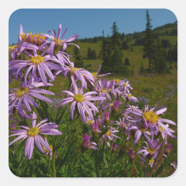 Sticker Carré Fleurs d'aster violet au Mont Rainier (Devant)