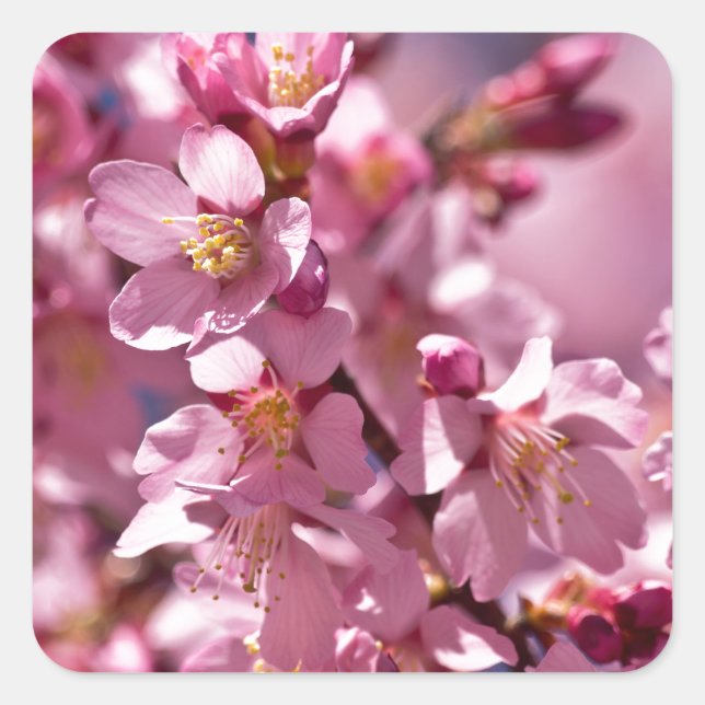Sticker Carré Fleurs de cerisier Sakura embrassées par la lumièr (Devant)