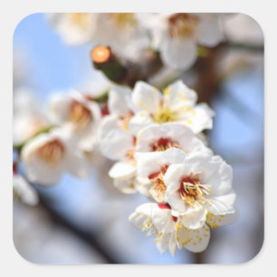 Sticker Carré Fleurs de cerisiers