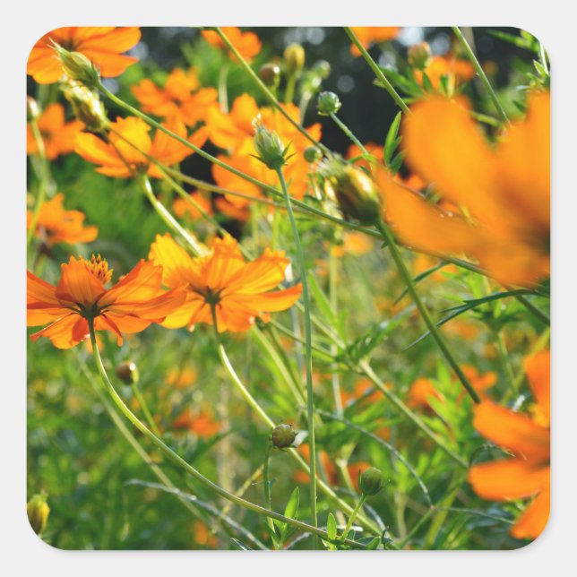 Sticker Carré Fleurs de Cosmos orange (Devant)