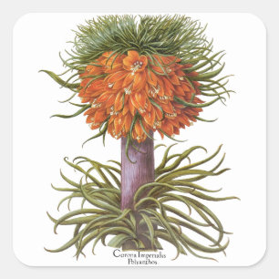 Sticker Carré Fleurs de Fritillaires Orange Vintage Basilius Bes