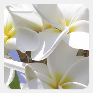 Sticker Carré Fleurs de la Plumeria tropicale