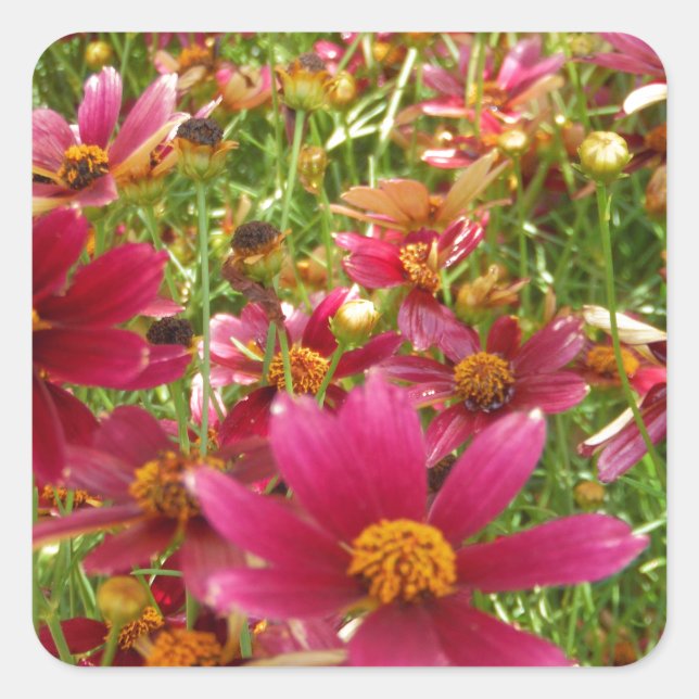 Sticker Carré Fleurs de marguerite rose et jaune brillantes (Devant)