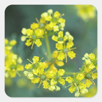 Sticker Carré Fleurs de Moutarde, Planche d'autocollants de 20,
