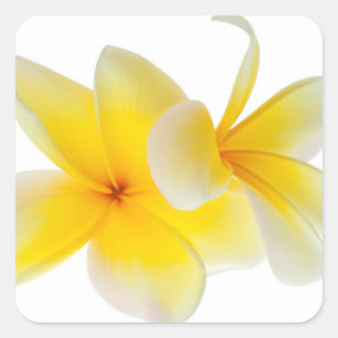 Sticker Carré Fleurs de Plumeria Frangipani jaune blanc hawaïen