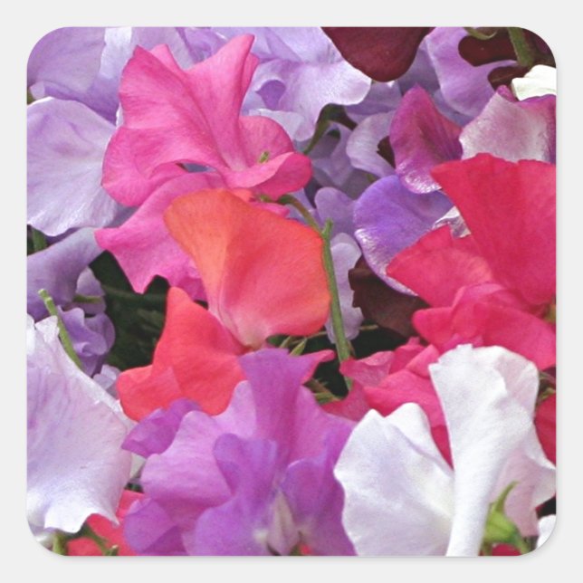 Sticker Carré Fleurs de pois doux roses, violettes et blanches e (Devant)
