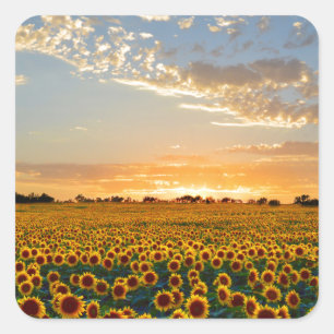 Sticker Carré Fleurs de soleil au coucher du soleil