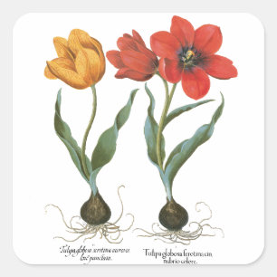 Sticker Carré Fleurs de tulipe printanière vintages par Basilius
