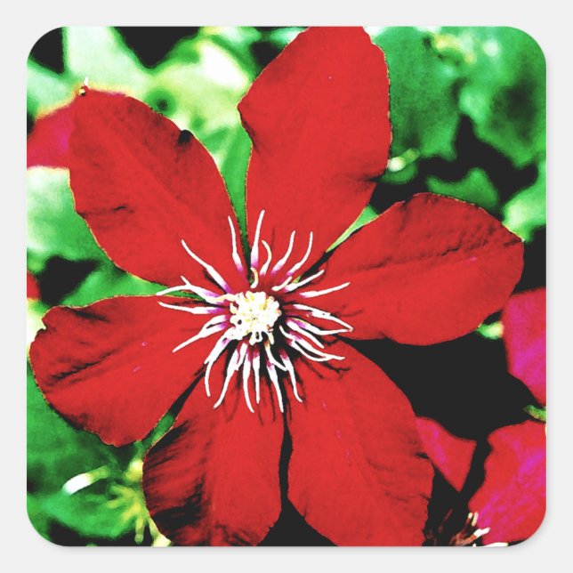 Sticker Carré Fleurs d'Escalades Clematis rouges (Devant)