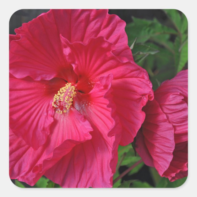 Sticker Carré Fleurs d'hibiscus roses (Devant)