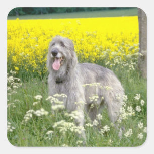 Sticker Carré fleurs jaunes de chien-loup irlandais
