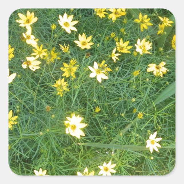 Sticker Carré Fleurs jaunes minuscules avec verdure (Devant)