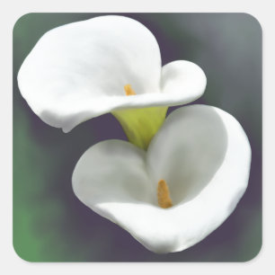 Sticker Carré Fleurs Lys Calla Blanches
