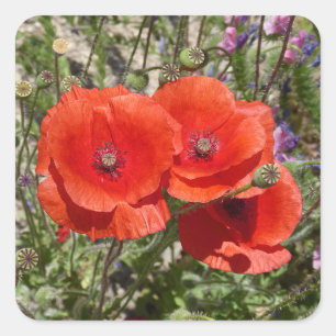 STICKER CARRÉ FLEURS POPPY