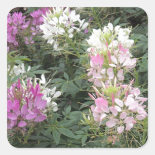 Sticker Carré Fleurs roses et blanches de Cleome