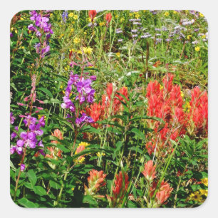 Sticker Carré Fleurs sauvages des Rocheuses
