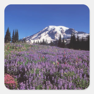 Sticker Carré fleurs sauvages estivales au pied du mont Rainier,