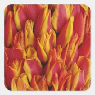 Sticker Carré Fleurs sur char célébrant la fête de la Reine, une